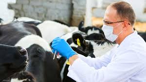 veterinariya